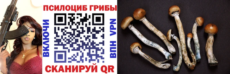 кракен вход  Новомосковск  Галлюциногенные грибы MAGIC MUSHROOMS  купить  цена 